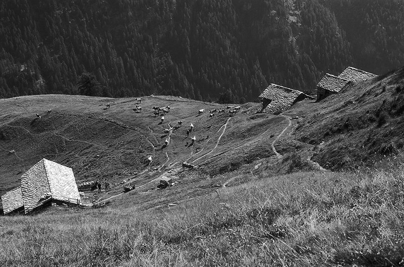 Greschòney: Weiden Greschòney: Weiden